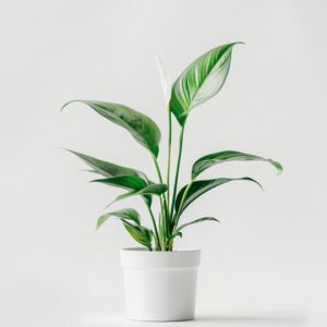 product 03